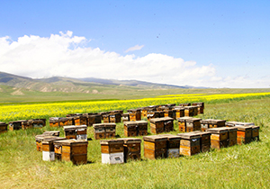 Avem 5 baze apicole cu 32000 de colonii de albine în toată țara.Aceste baze de apicultura sunt departe de zona industrială și de centrul orașului.